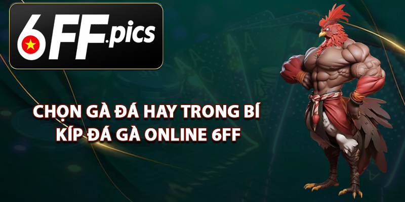 Chọn Gà Đá Hay Trong Bí Kíp Đá Gà Online 6FF